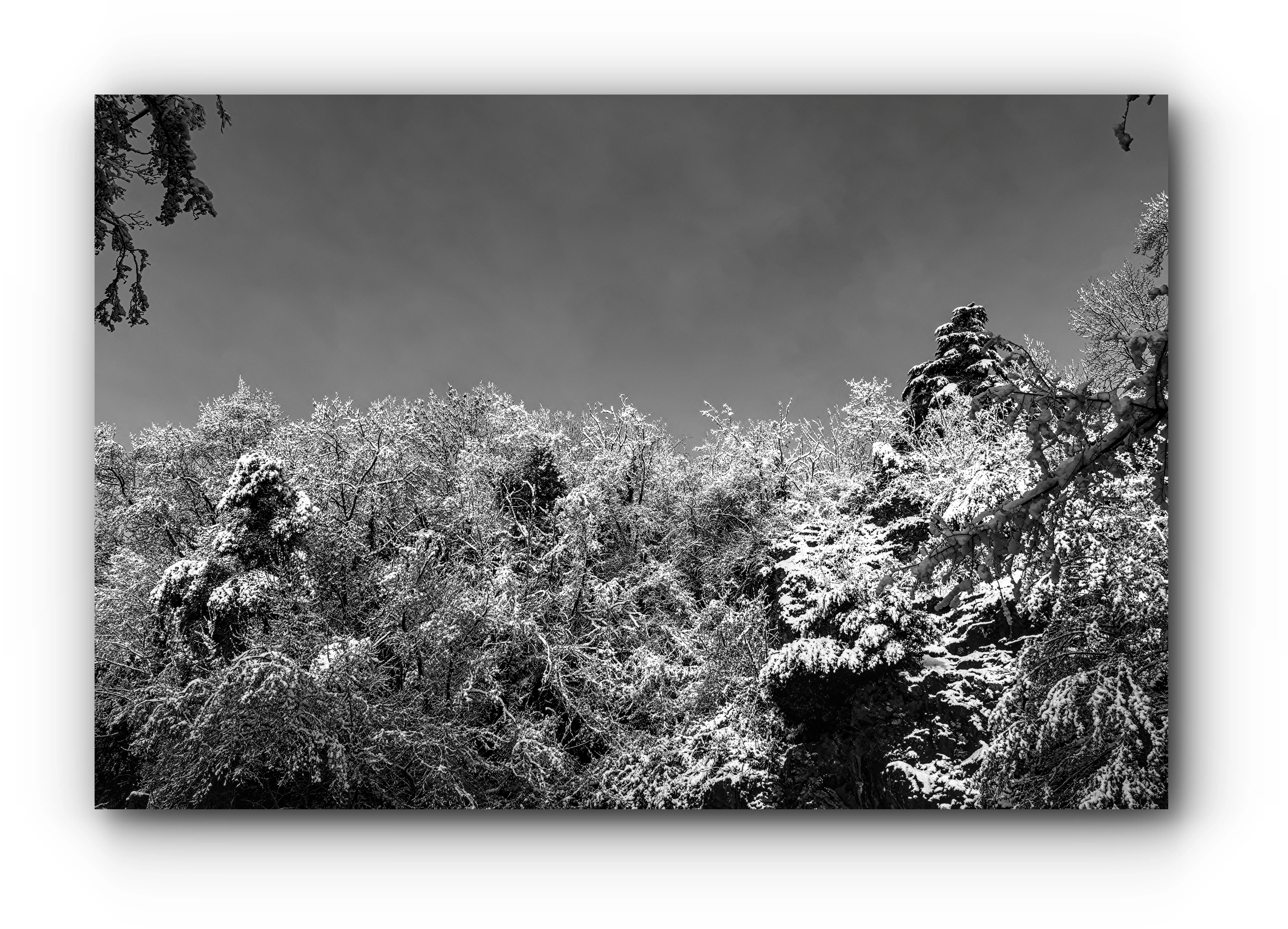 Givre matinal - Didier Dalcantara
